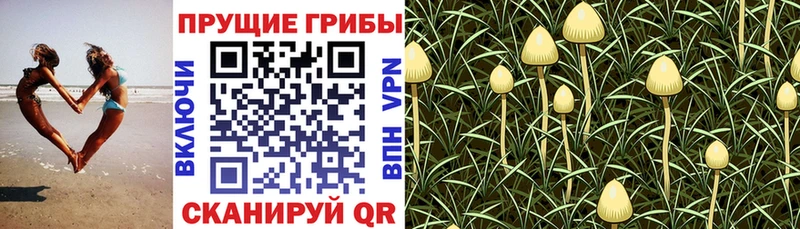 Галлюциногенные грибы Magic Shrooms  Находка 